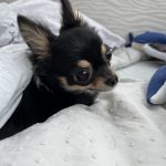 めめちゃん♡