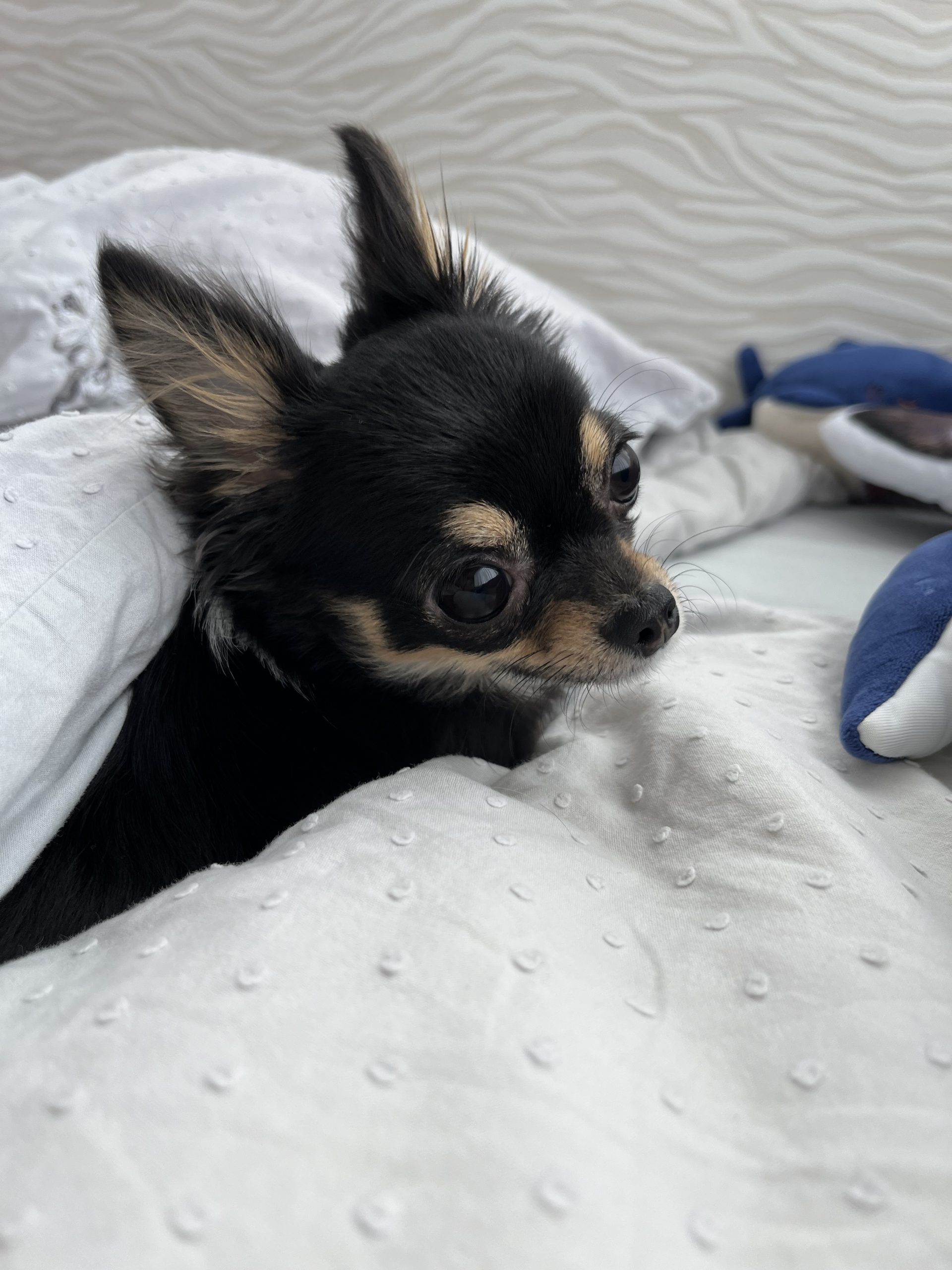 めめちゃん♡