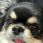 チワワのマロ