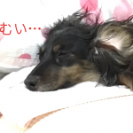 ねむい…