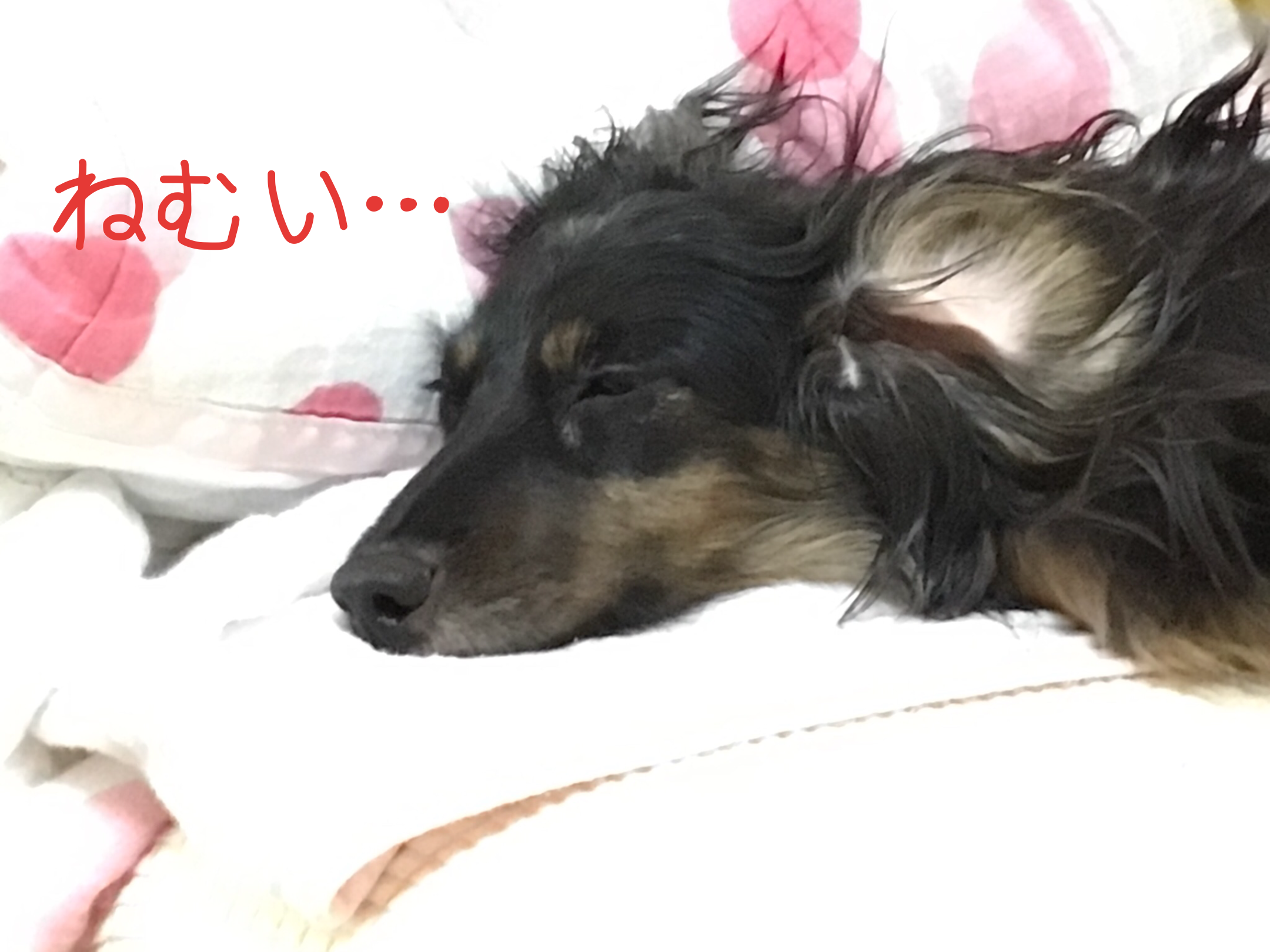 ねむい…
