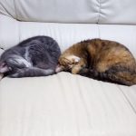 猫団子！