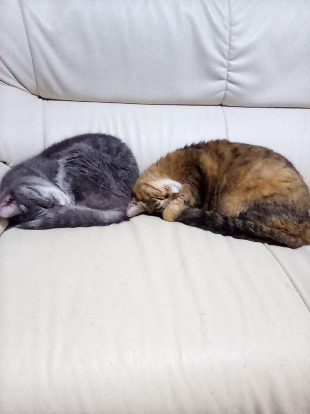 猫団子！