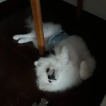 ポメラニアンのはる