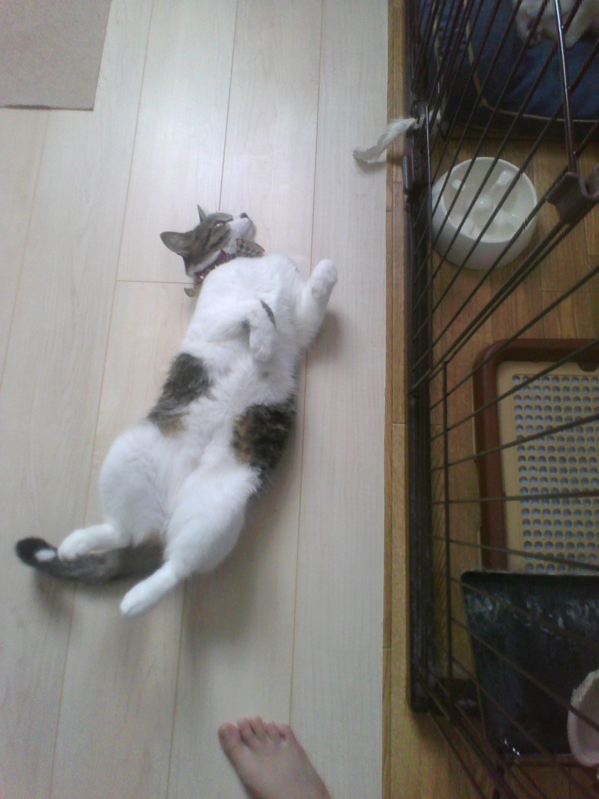 きぬ ふわふわ(=^・^=)