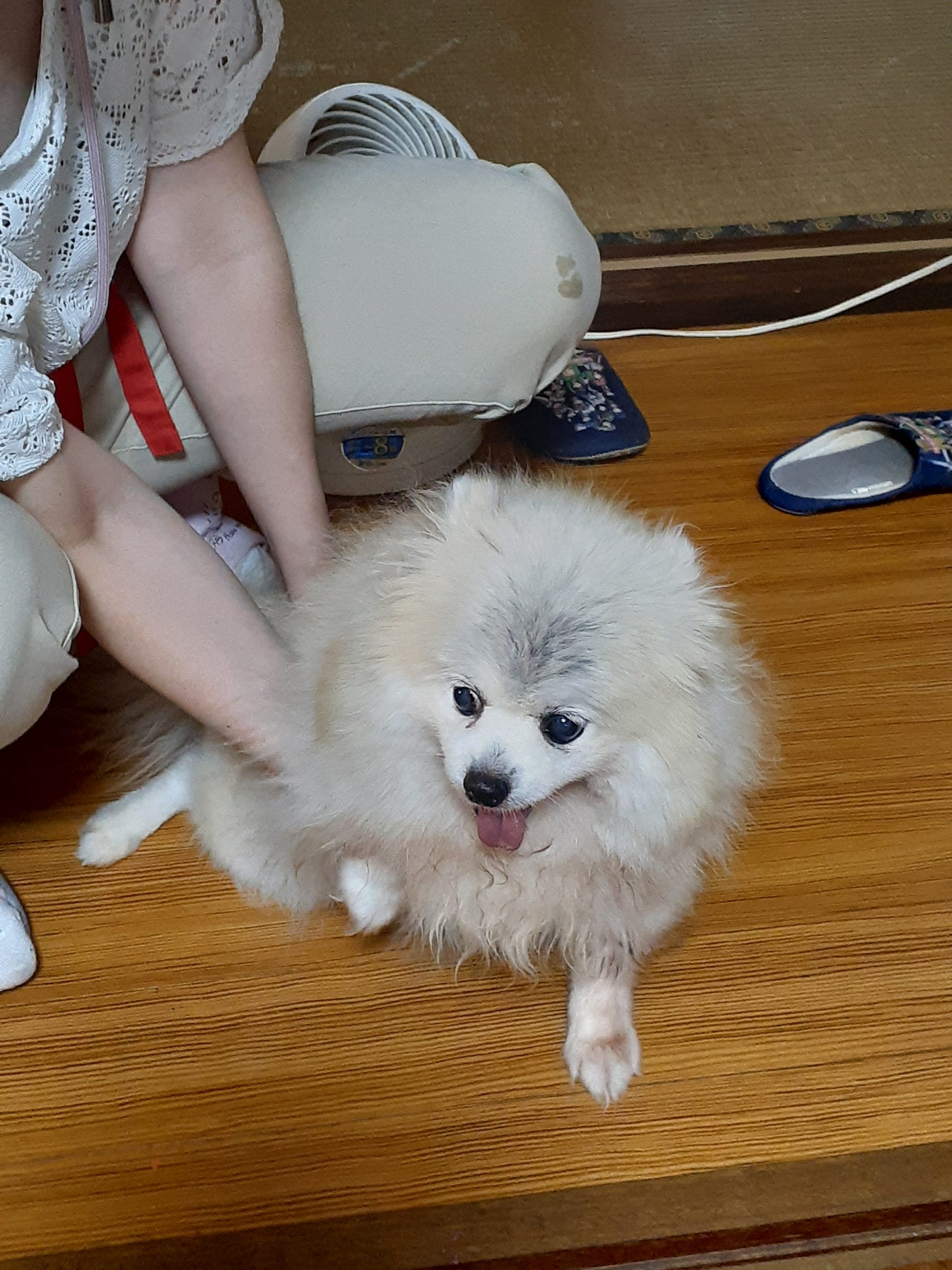 ポメラニアンのりんちゃん!