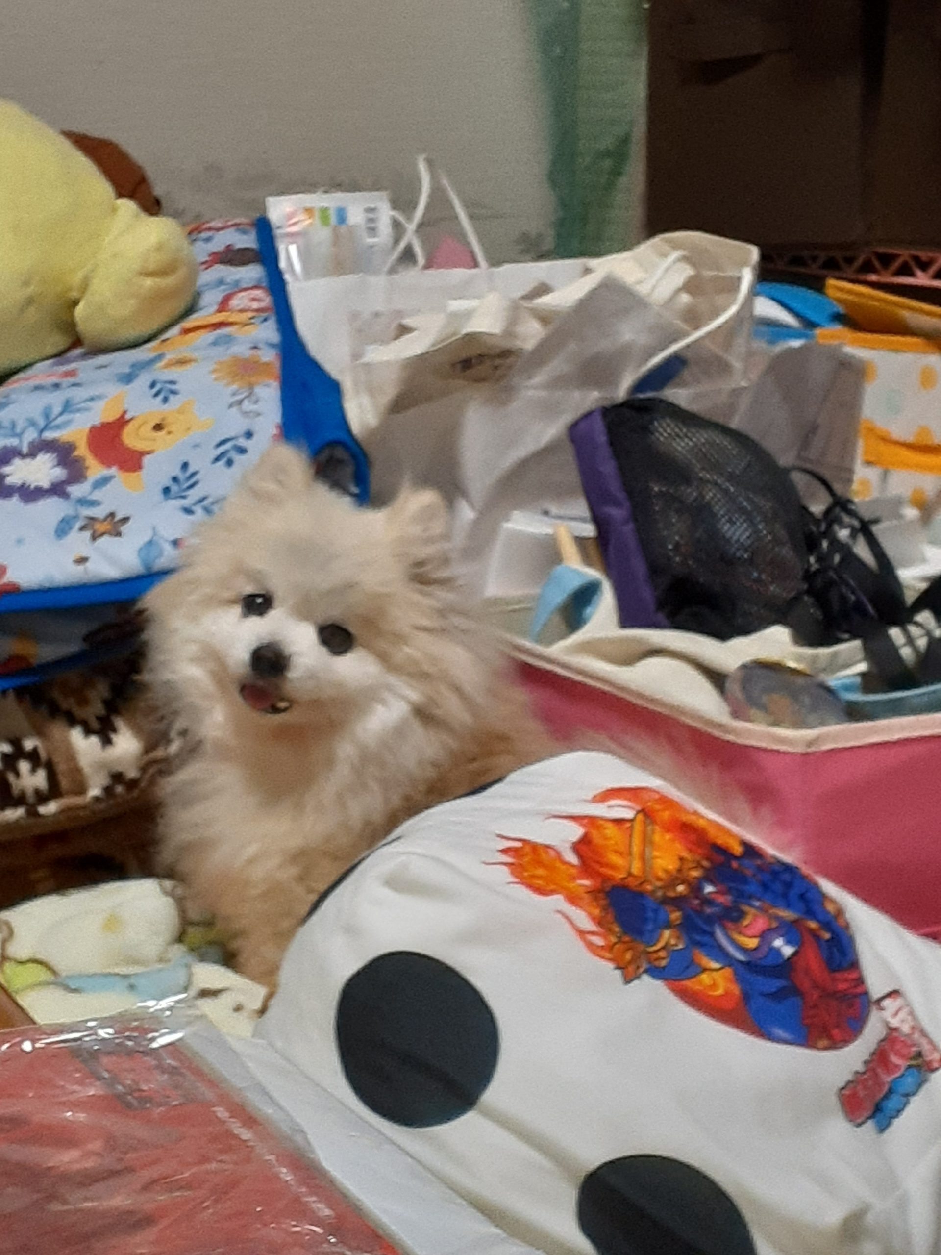 狭いとこが大好きなのかな?w
