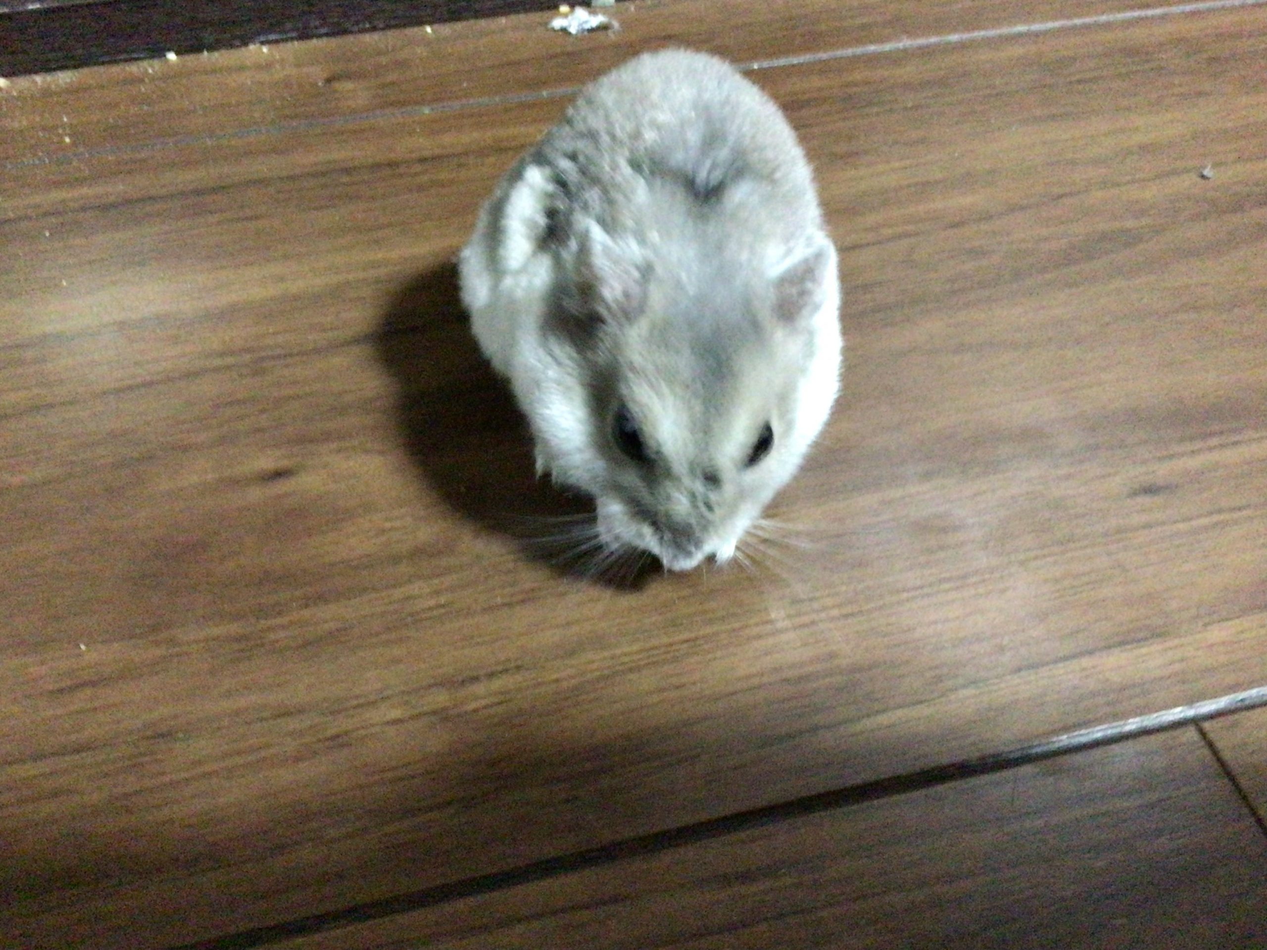 名前 クッキー ハムスターだよ!
