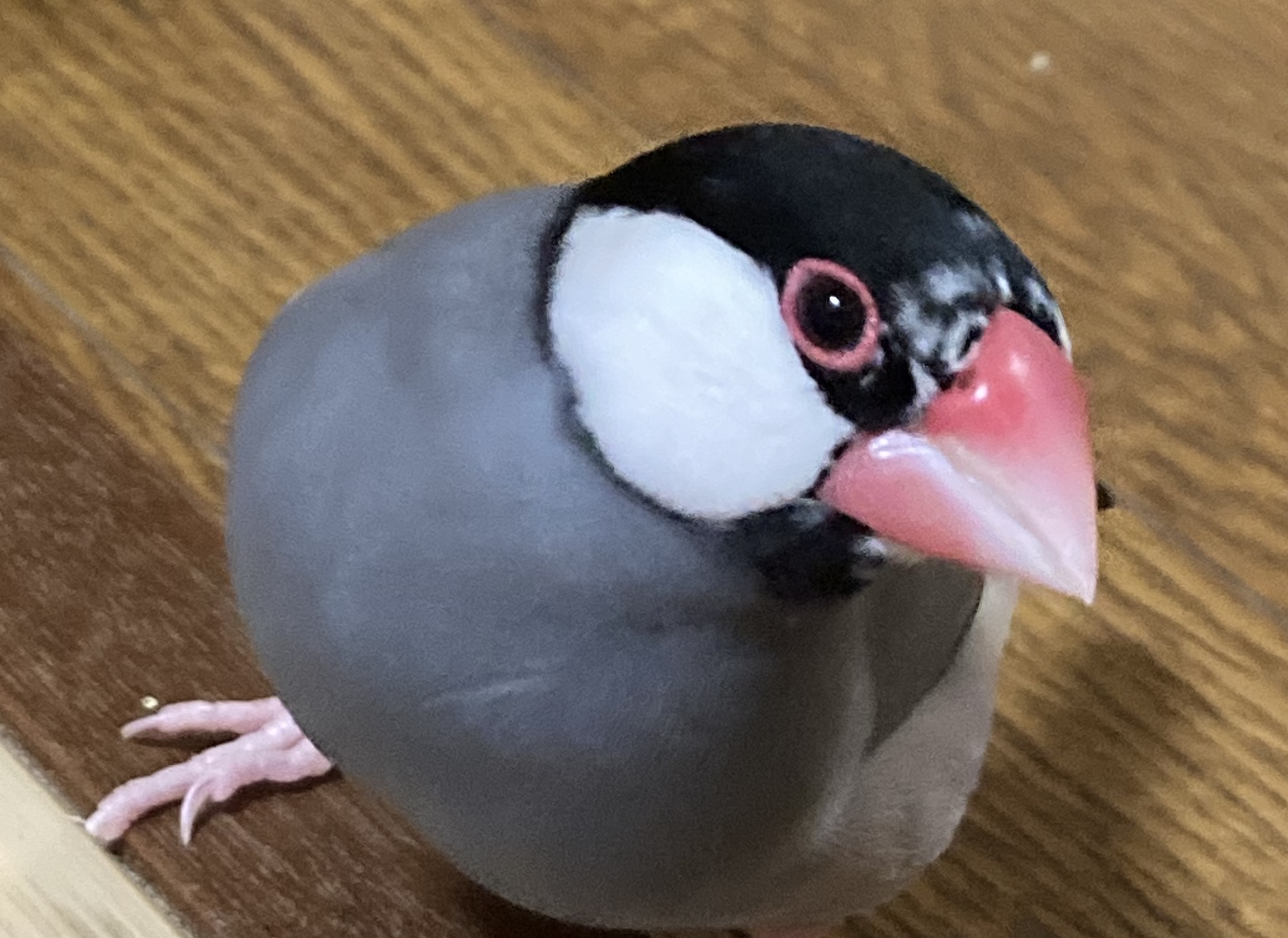 サクラ文鳥は可愛い!