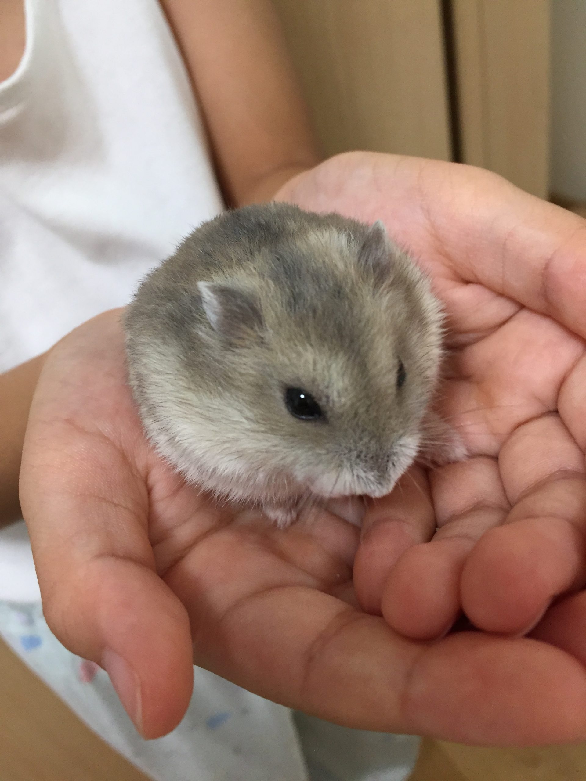 るんちゃんかわちぃ!