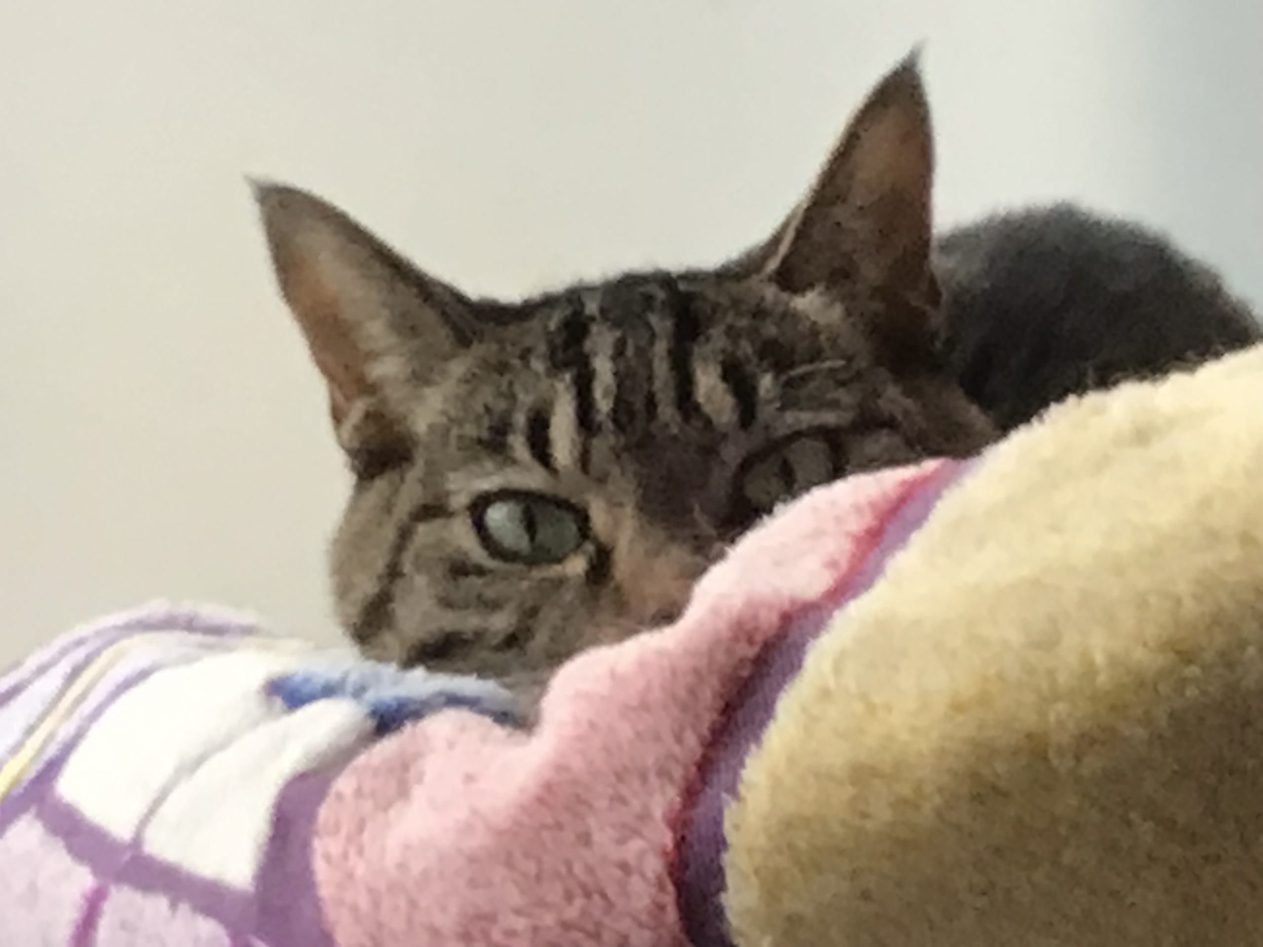 ペットの名前は、しじみちゃんです!!