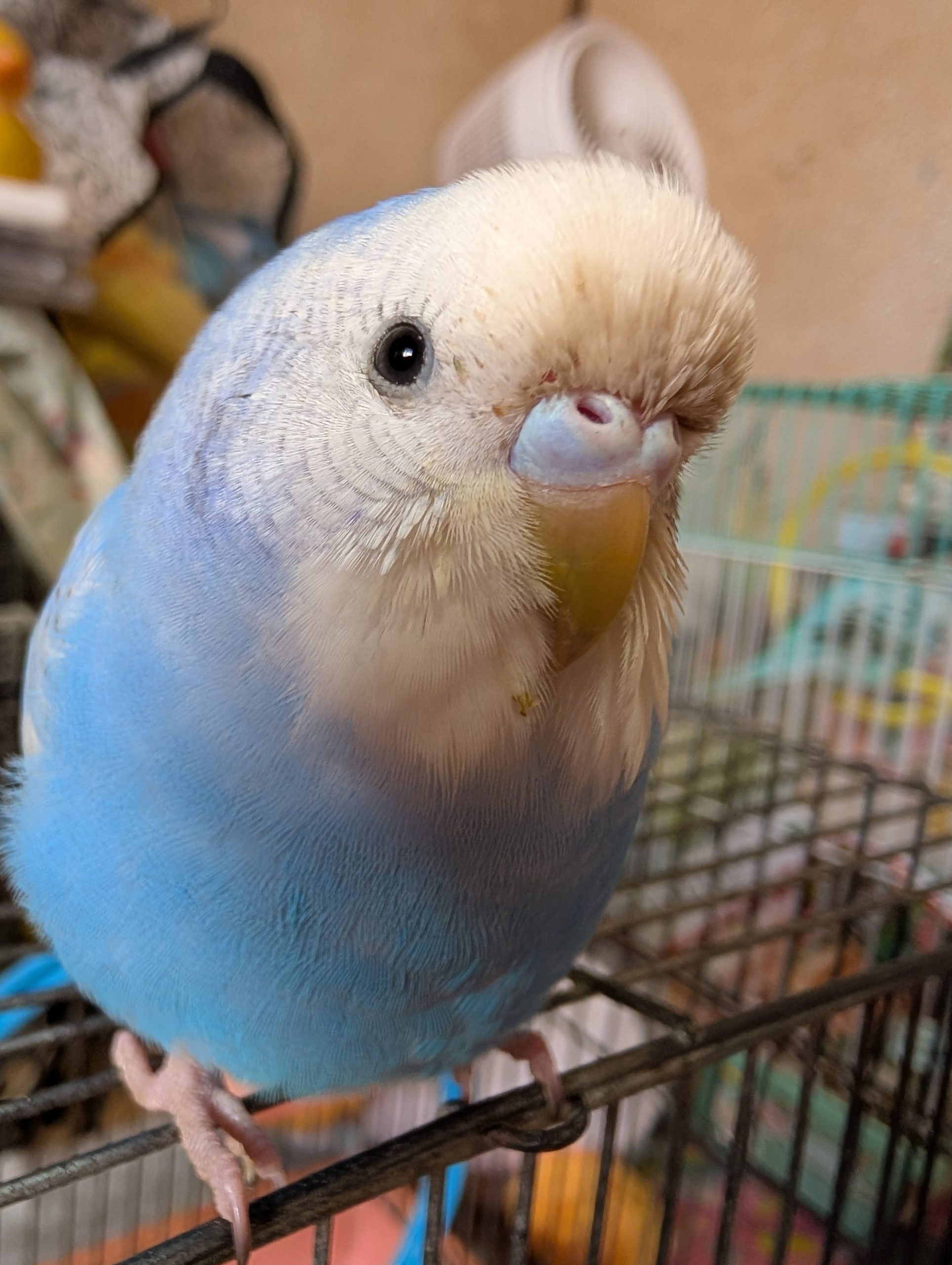 そらちゃん セキセイインコ