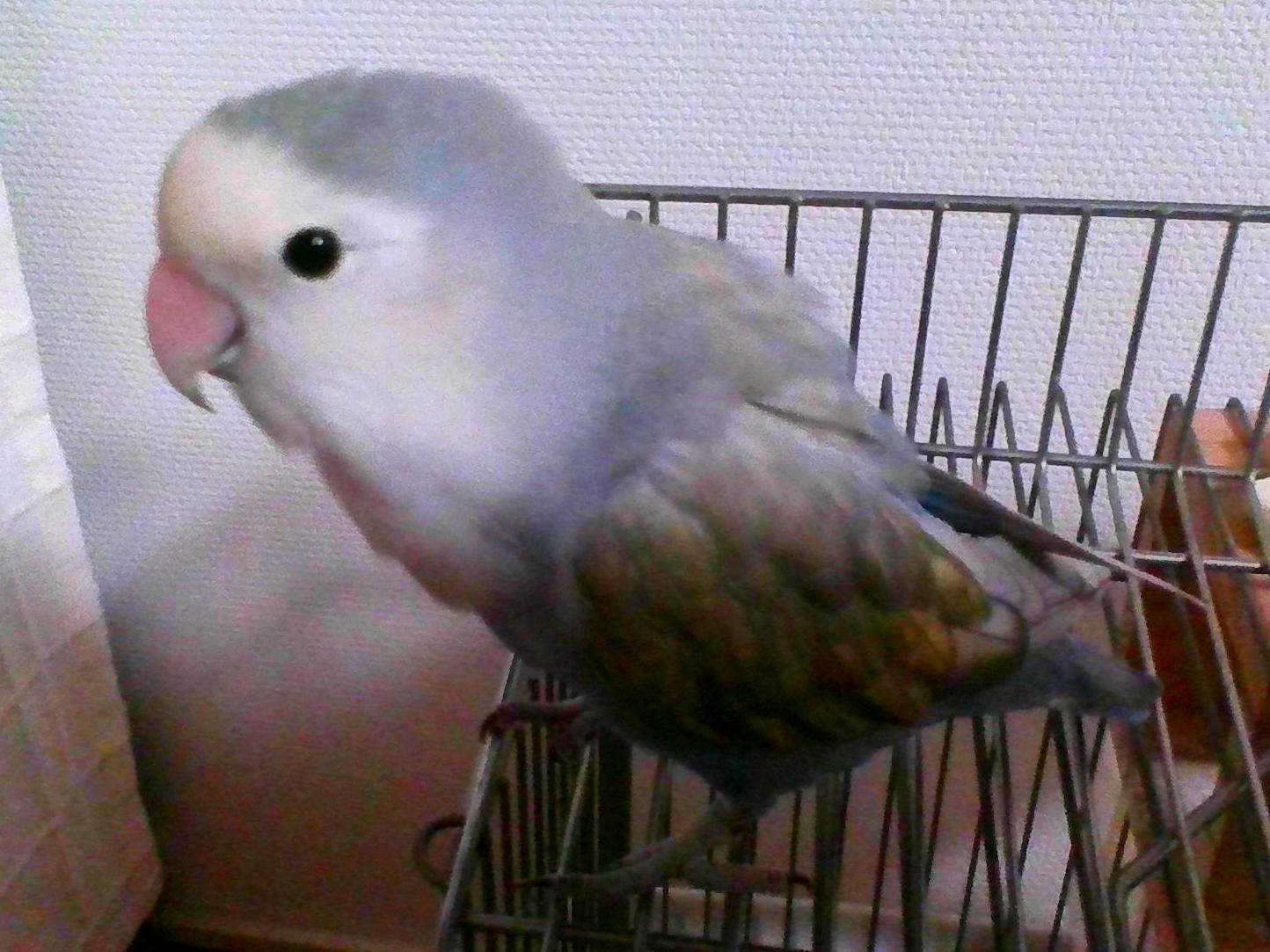 ゆきくん コザクラインコ