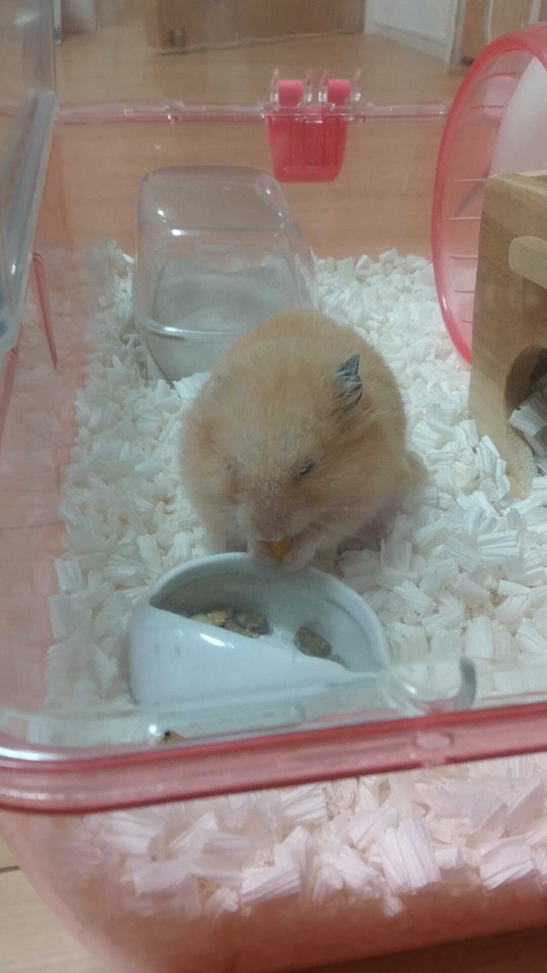 ゴールデンハムスターのラテくんです!