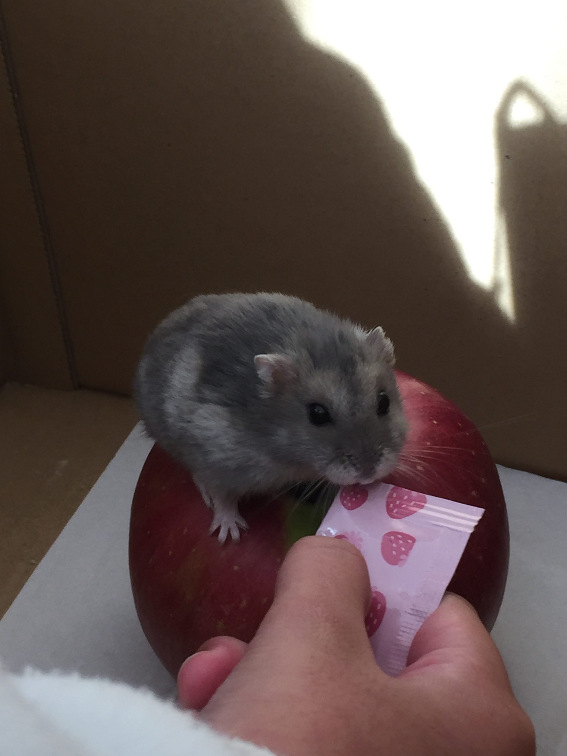 うちのはむち!