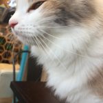 うちのにゃんこは、ななちゃんといいます！