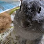 ネザーランドドワーフ