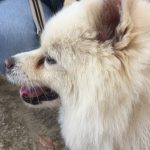 お散歩中の横顔わんちゃん！