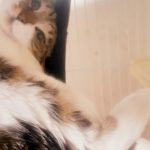 キジ白のオスのルイ・ヴィトンくん！