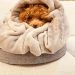 うちのトイプーが可愛すぎる！