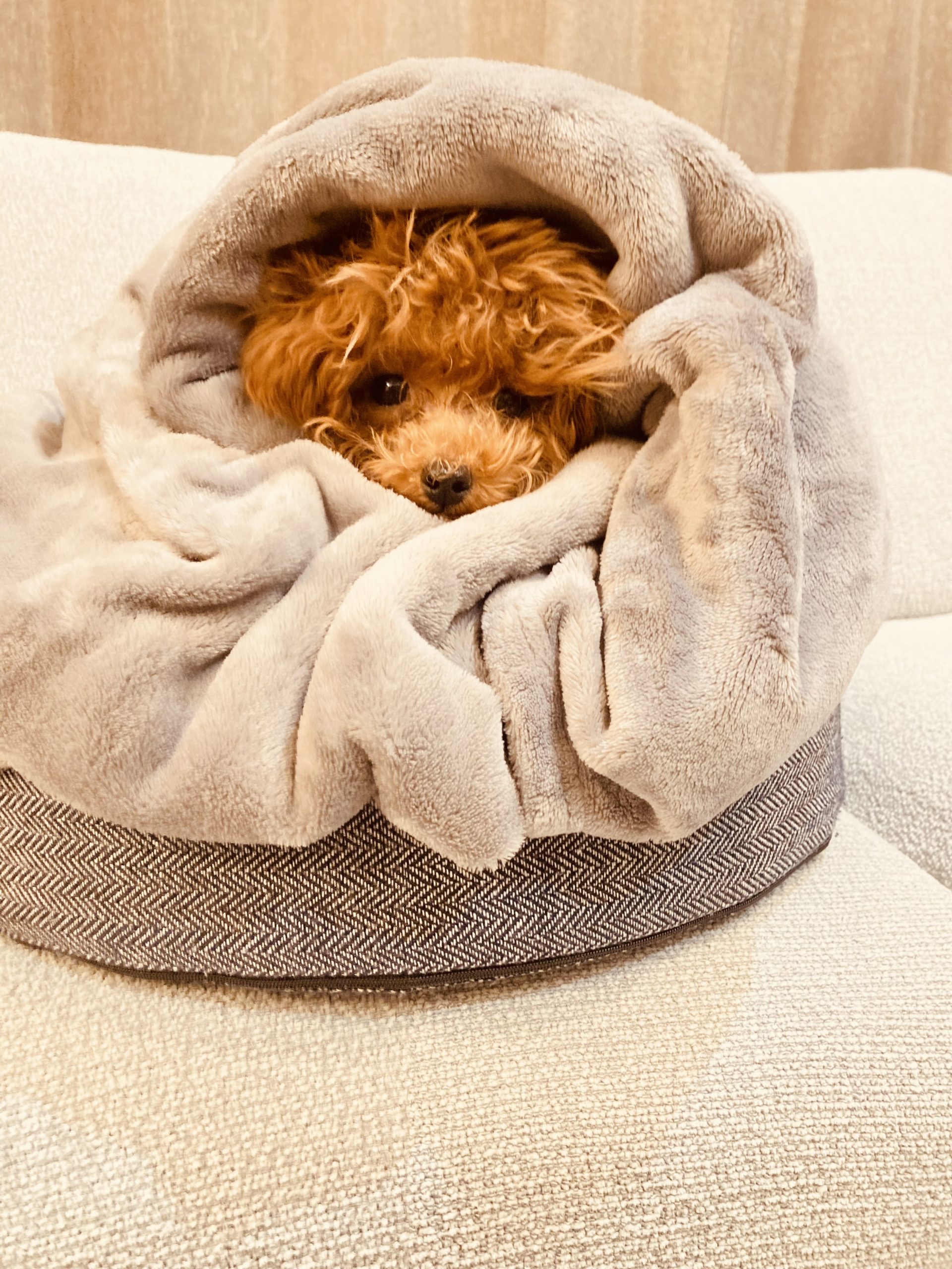 うちのトイプーが可愛すぎる!