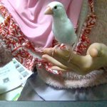 白文鳥のおもちちゃん❤