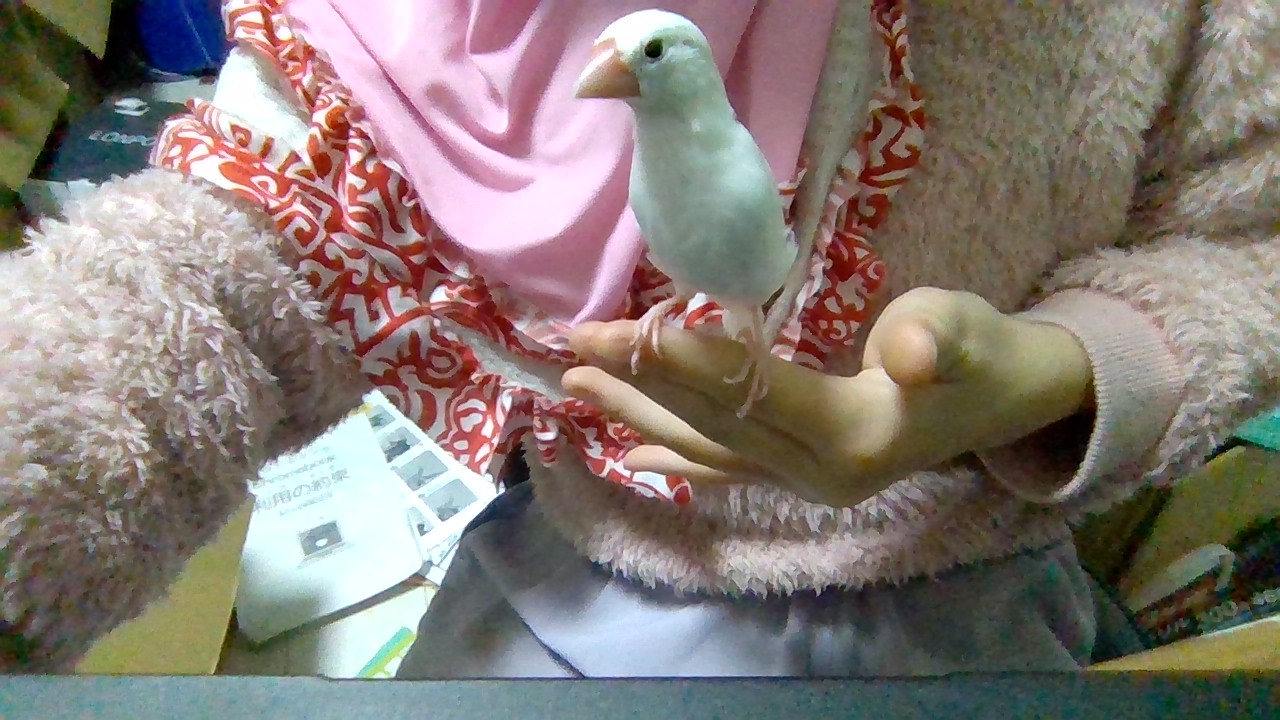 白文鳥のおもちちゃん❤