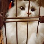 家の猫「ラピ様」