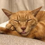茶丸　茶虎　元野良猫