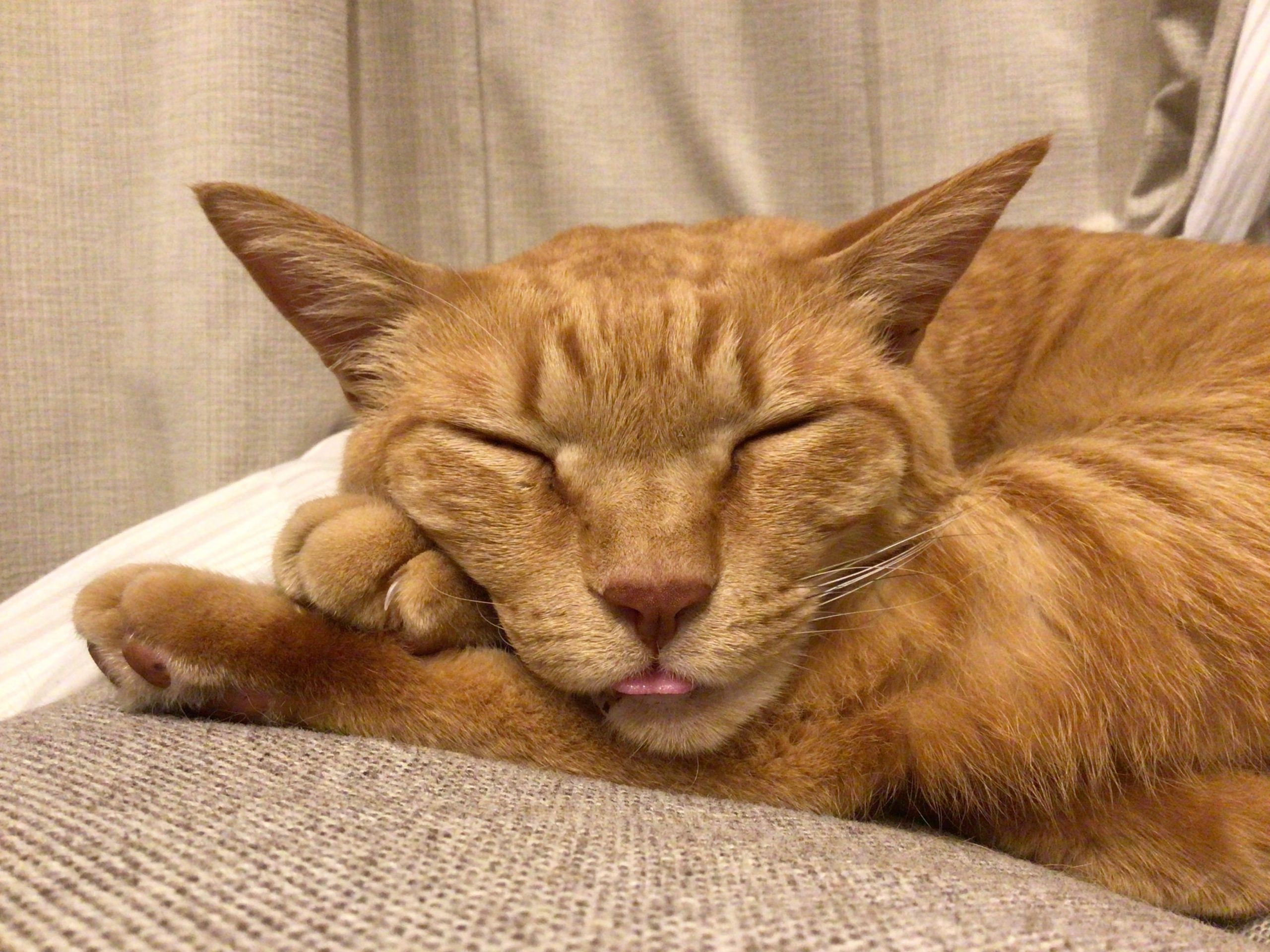 茶丸 茶虎 元野良猫