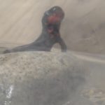 アカハライモリのパクちゃん