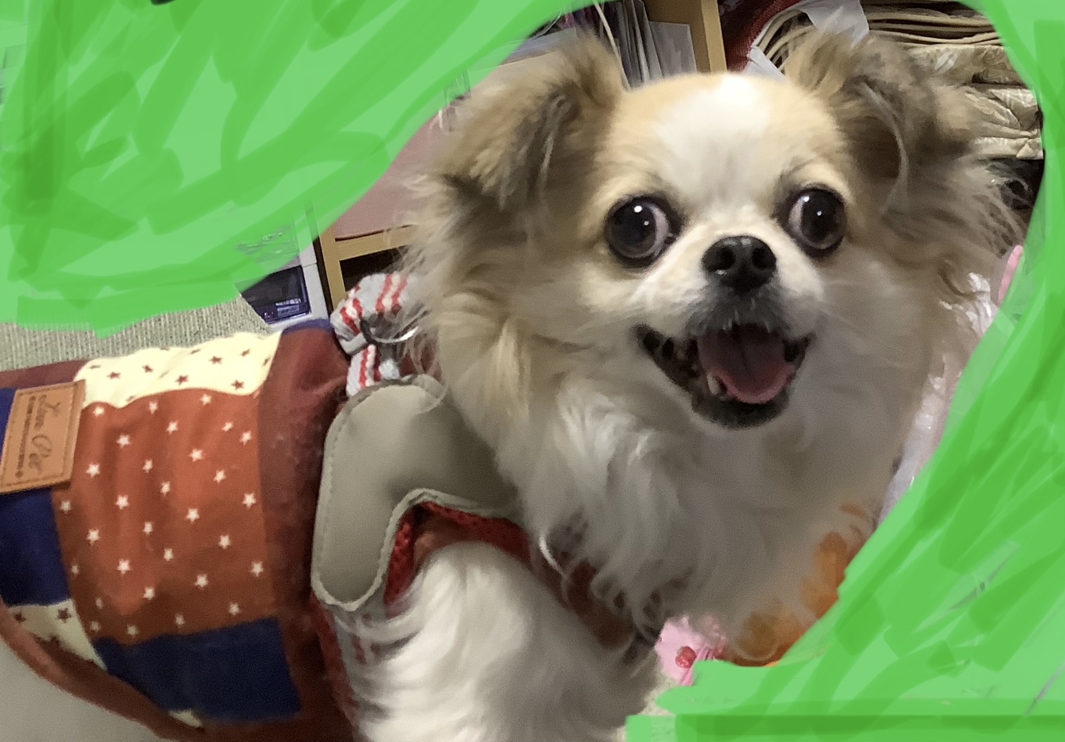 家の天使のさっちゃん!!