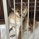 かわいいでしょ？？