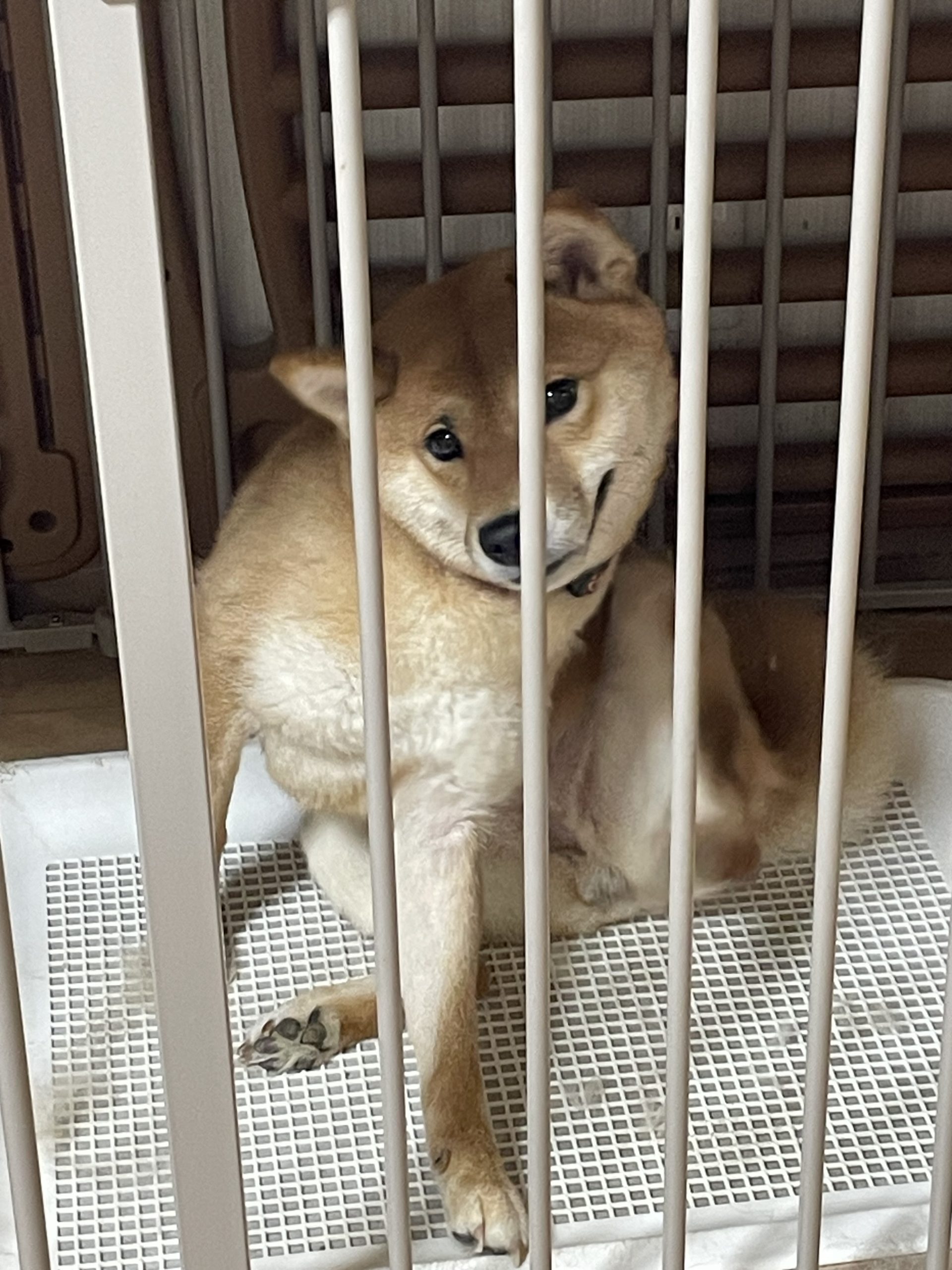 かわいいでしょ??