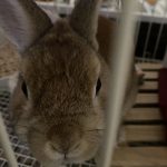 うちのたんぽぽ