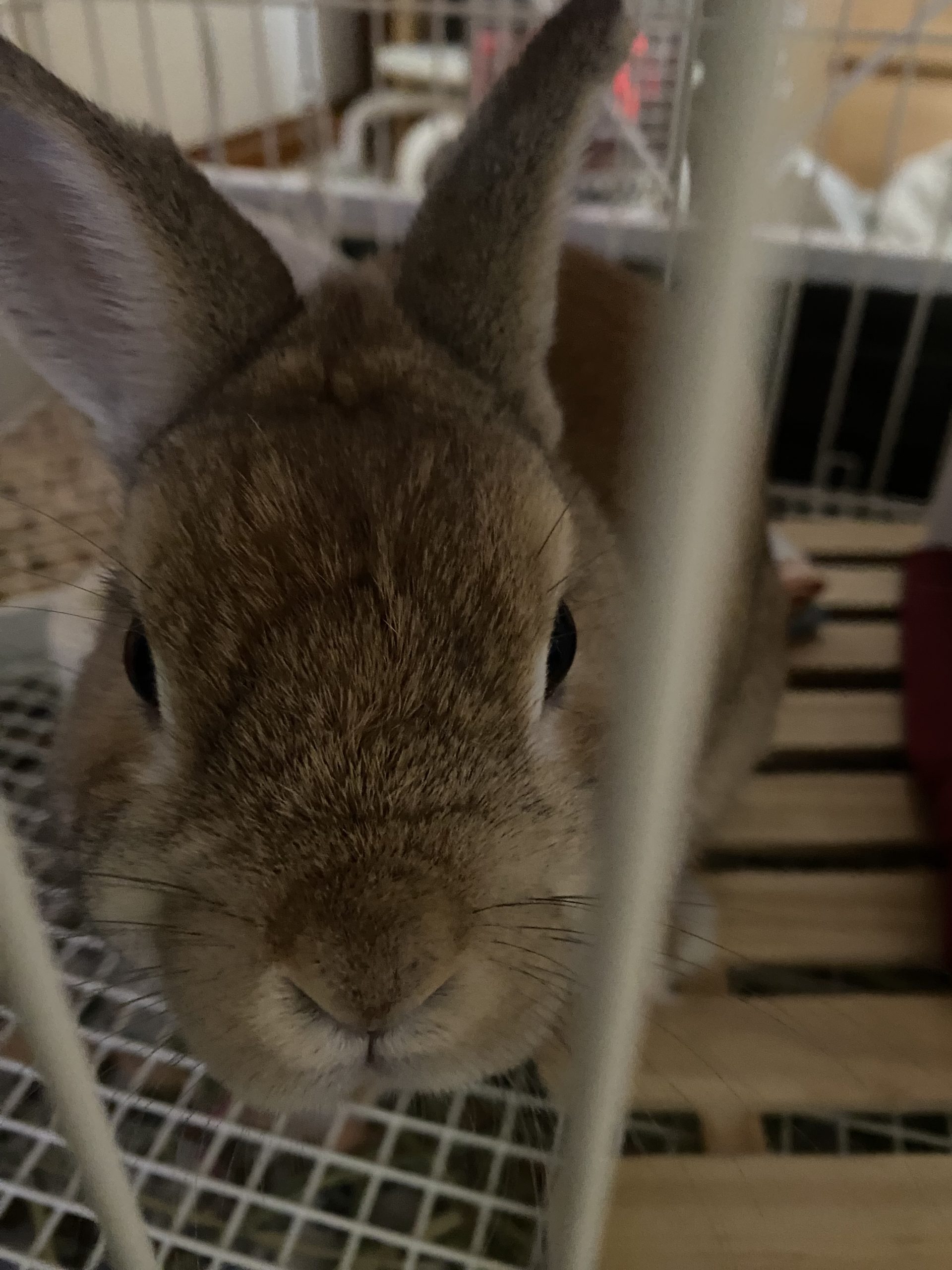 うちのたんぽぽ