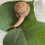 カタツムリのツムツム♪