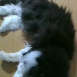 ペルシャの福ちゃん