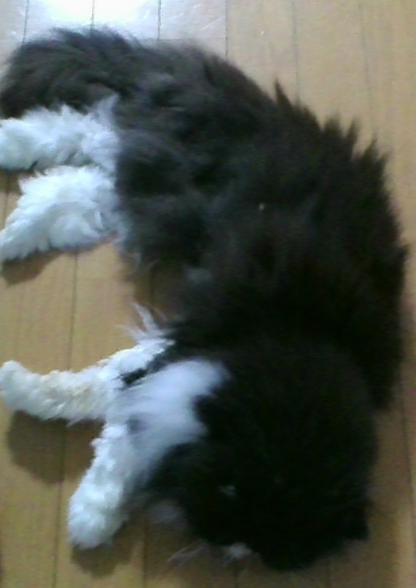 ペルシャの福ちゃん