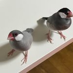 文鳥の、ねむ（黒色）と、つよ（灰色)だよ