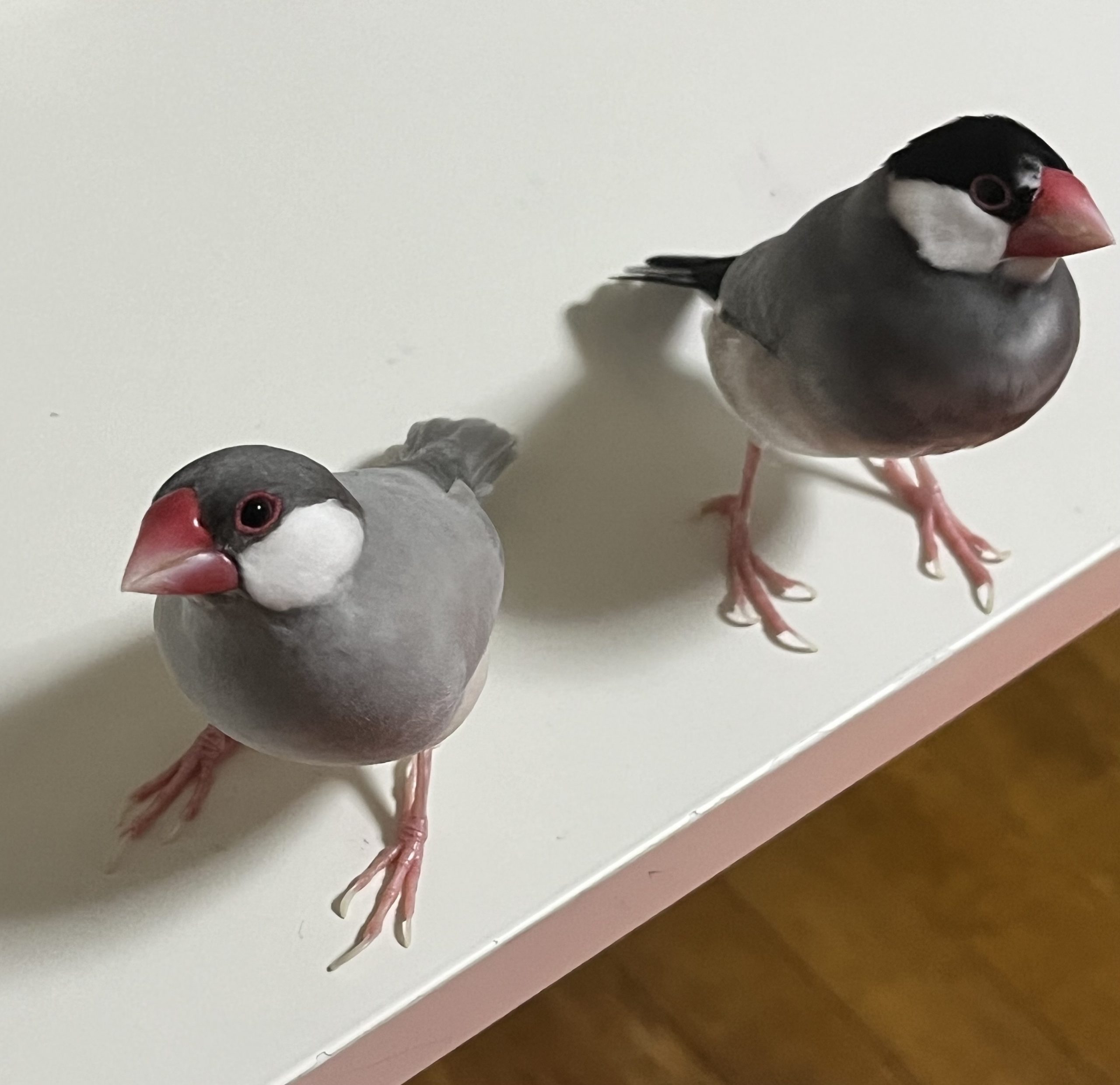 文鳥の、ねむ(黒色)と、つよ(灰色)だよ