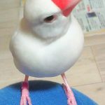 いちご大福みたいな文鳥