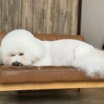 ふわふわな毛が魅力的！ビションフリーゼ！