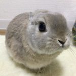 ネザーランドドワーフのきなこもちですっ！