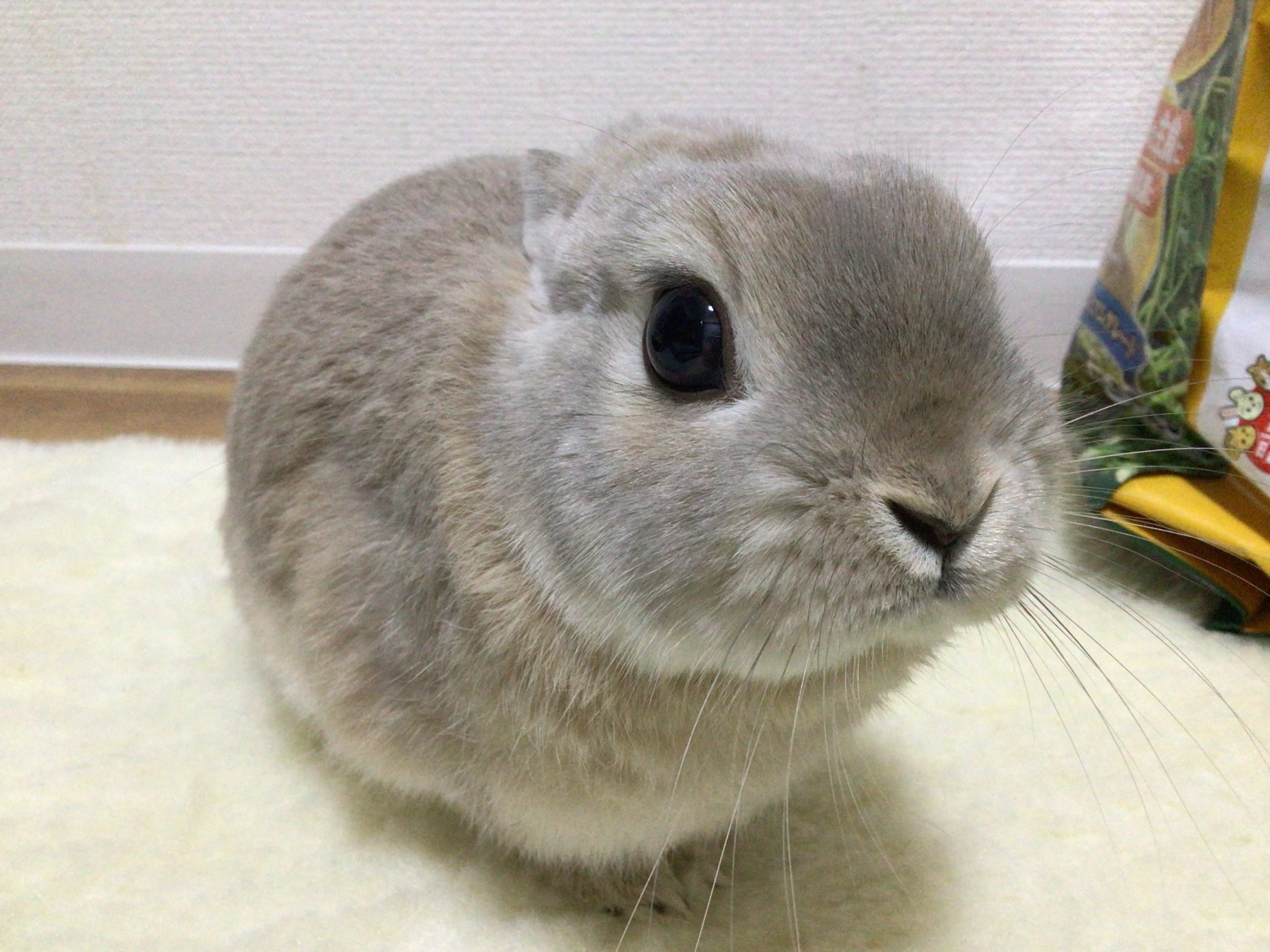 ネザーランドドワーフのきなこもちですっ!
