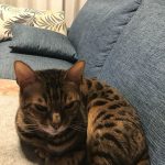 うちのベルちゃん